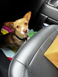 Found/Stray Female Dog last seen Near Porto Rico Rd Houston, TX 77041 United States, Houston, TX 77041