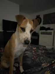 Found/Stray Female Dog last seen FM 529 and Highway six, Houston, TX 77095