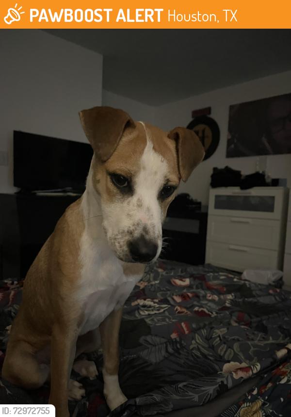 Found/Stray Female Dog last seen FM 529 and Highway six, Houston, TX 77095