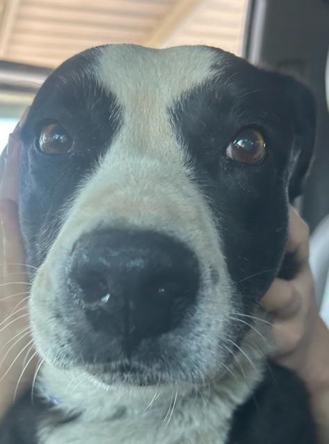 Shelter Stray Male Dog last seen Near BLK GLENRIDGE DR, BAKERSFIELD, CA, Bakersfield, CA 93307
