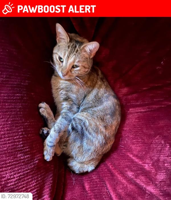 Lost Female Cat last seen Mussett bayou road, Santa Rosa Beach, FL 32459