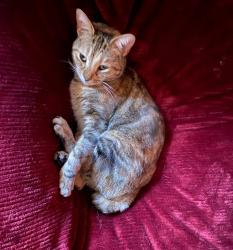 Lost Female Cat last seen Mussett bayou road, Santa Rosa Beach, FL 32459