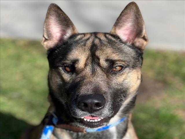 Shelter Stray Male Dog last seen Near BLK E SPRING ST, LONG BEACH CA, 90808, Long Beach, CA 90815