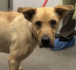 Shelter Stray Male Dog last seen , 4000 N Silverbell Rd, Tucson, AZ 85745, USA