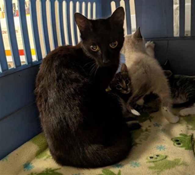 Shelter Stray Female Cat last seen BADER RD / SHELDON RD, Elk Grove, CA 95624
