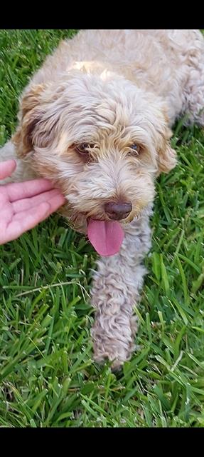 Shelter Stray Female Dog last seen , Chula Vista, CA 91911