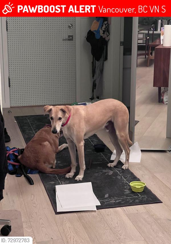 Lost Male Dog last seen Jericho beach forest trails, Vancouver, BC V6N 3S3