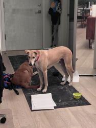 Lost Male Dog last seen Jericho beach forest trails, Vancouver, BC V6N 3S3