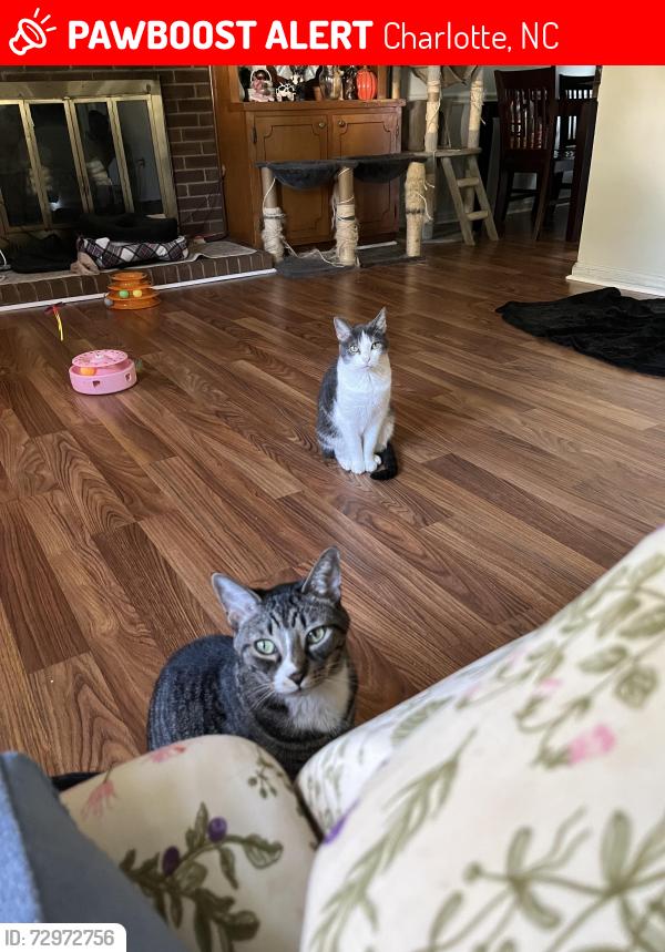 Lost Female Cat last seen Albemarle and Harrisburg rd , Charlotte, NC 28227