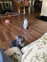 Lost Female Cat last seen Albemarle and Harrisburg rd , Charlotte, NC 28227