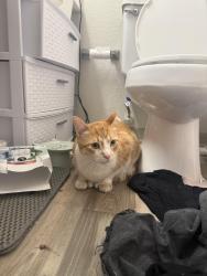 Found/Stray Unknown Cat last seen In Mirage on Kernan, Jacksonville, FL 32224