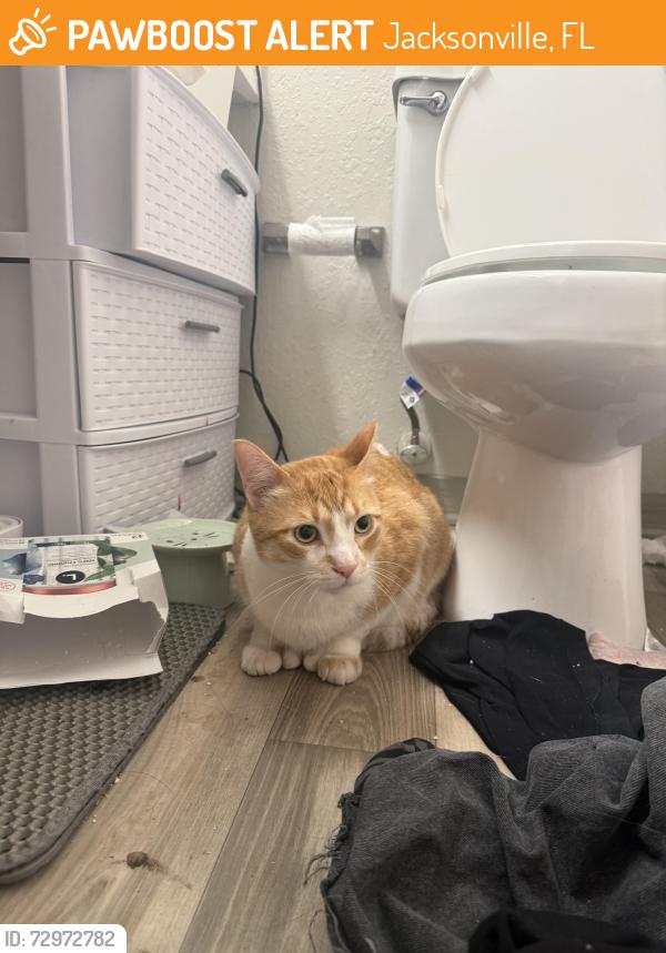 Found/Stray Unknown Cat last seen In Mirage on Kernan, Jacksonville, FL 32224