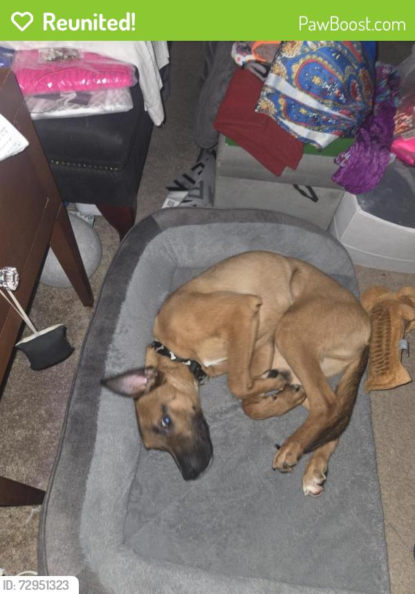 Reunited Male Dog last seen Old Greystone rd, DeKalb County, GA 30058