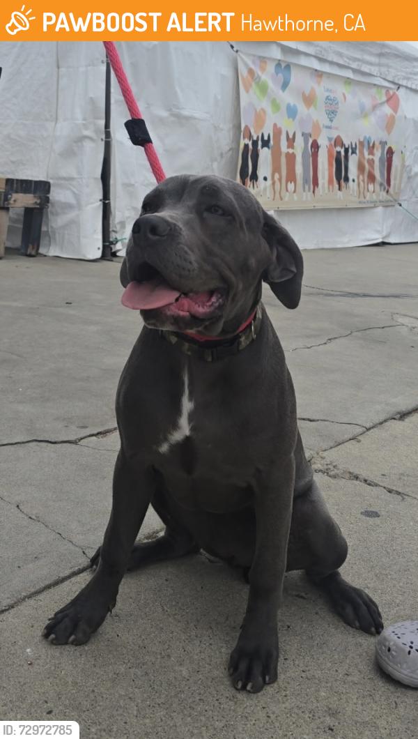 Found/Stray Female Dog last seen Near block of W 139th St, Hawthorne, CA 90250