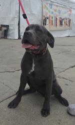 Found/Stray Female Dog last seen Near block of W 139th St, Hawthorne, CA 90250