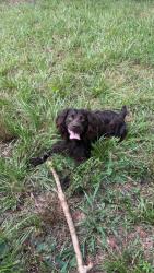 Lost Male Dog last seen Starr S.C. , Starr, SC 29684