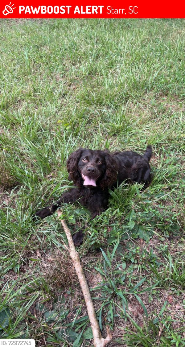 Lost Male Dog last seen Starr S.C. , Starr, SC 29684