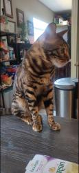 Reunited Male Cat last seen 228th , Carson, CA 90745