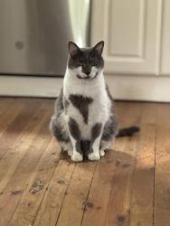 Reunited Male Cat last seen S Walnut St, West Chester, PA 19382, USA, West Chester, PA 19382