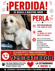 Lost Female Dog last seen Near y Jerome ave , 170 Walton ave, The Bronx, NY 10452
