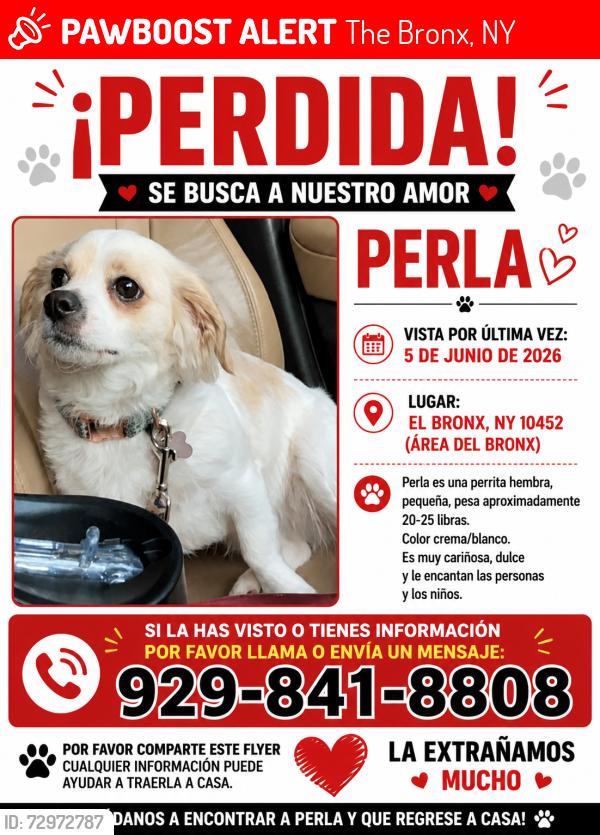 Lost Female Dog last seen Near y Jerome ave , 170 Walton ave, The Bronx, NY 10452
