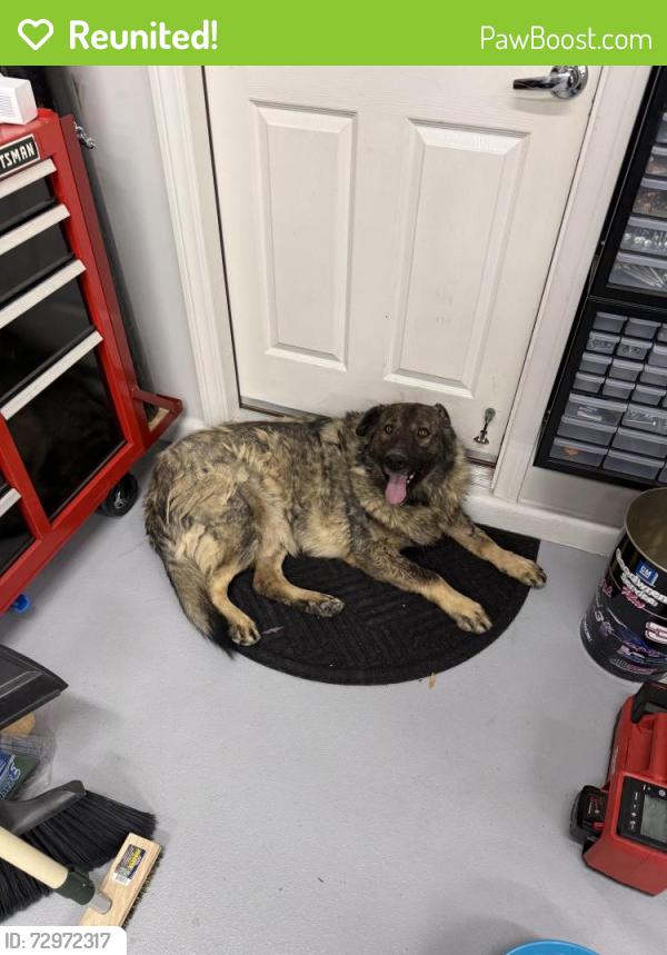 Reunited Unknown Dog last seen Star and Gillespie , Las Vegas, NV 89183