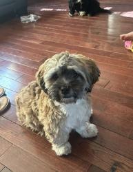 Lost Male Dog last seen West 82nd Nicollet, 55420 , Bloomington, MN 55420
