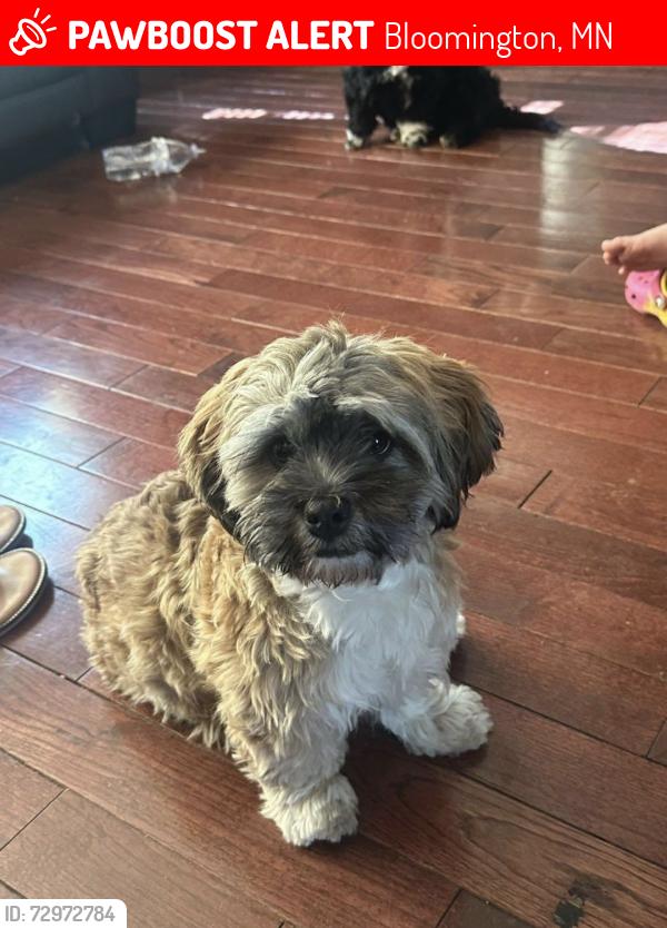 Lost Male Dog last seen West 82nd Nicollet, 55420 , Bloomington, MN 55420