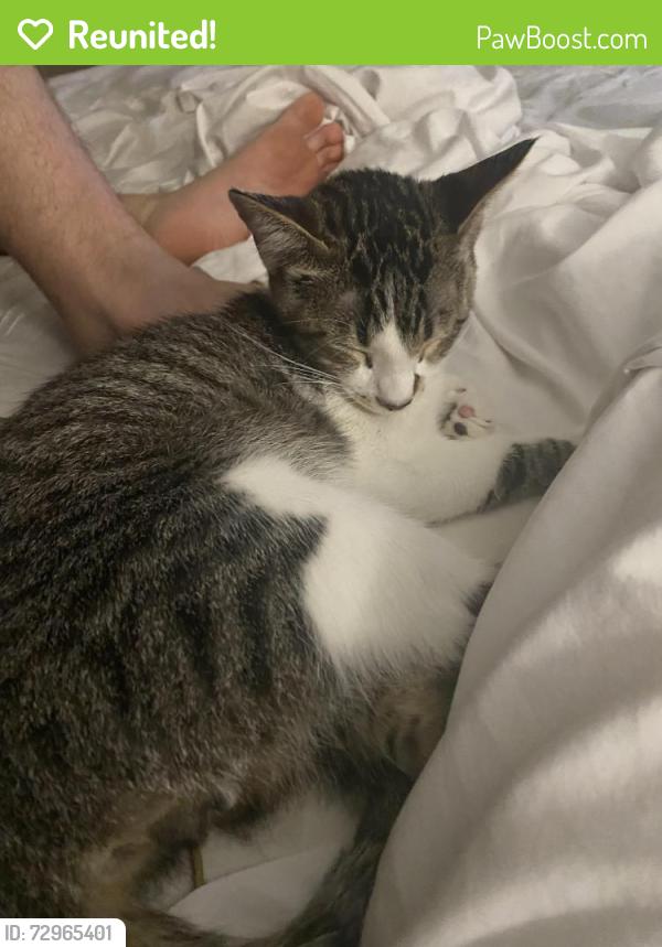 Reunited Male Cat last seen Montgomery creek ranch, Conroe, TX 77385