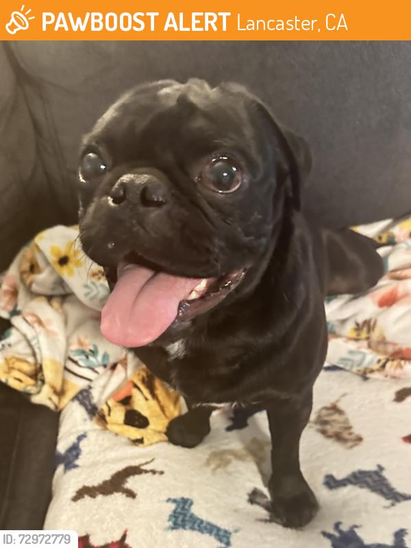 Found/Stray Male Dog last seen 20th St East & Ave K, Lancaster, CA 93535