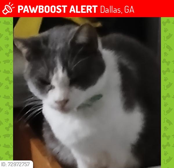 Lost Female Cat last seen Main Street Dallas, GA, Dallas, GA 30132