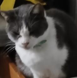 Lost Female Cat last seen Main Street Dallas, GA, Dallas, GA 30132