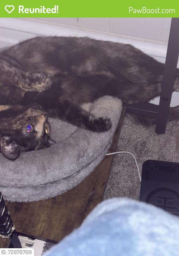 Reunited Female Cat last seen North 12th st by the Beutux Park, Lebanon, PA 17046