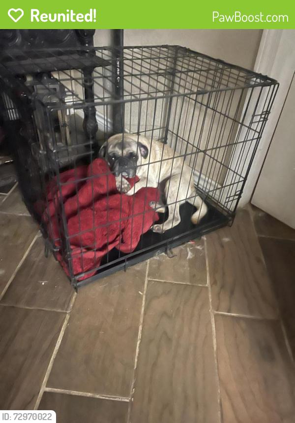 Reunited Male Dog last seen Creath and Wallhalla, San Antonio, TX 78221