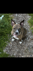 Lost Female Dog last seen 198th and Rock Rd, Aloha, OR 97006