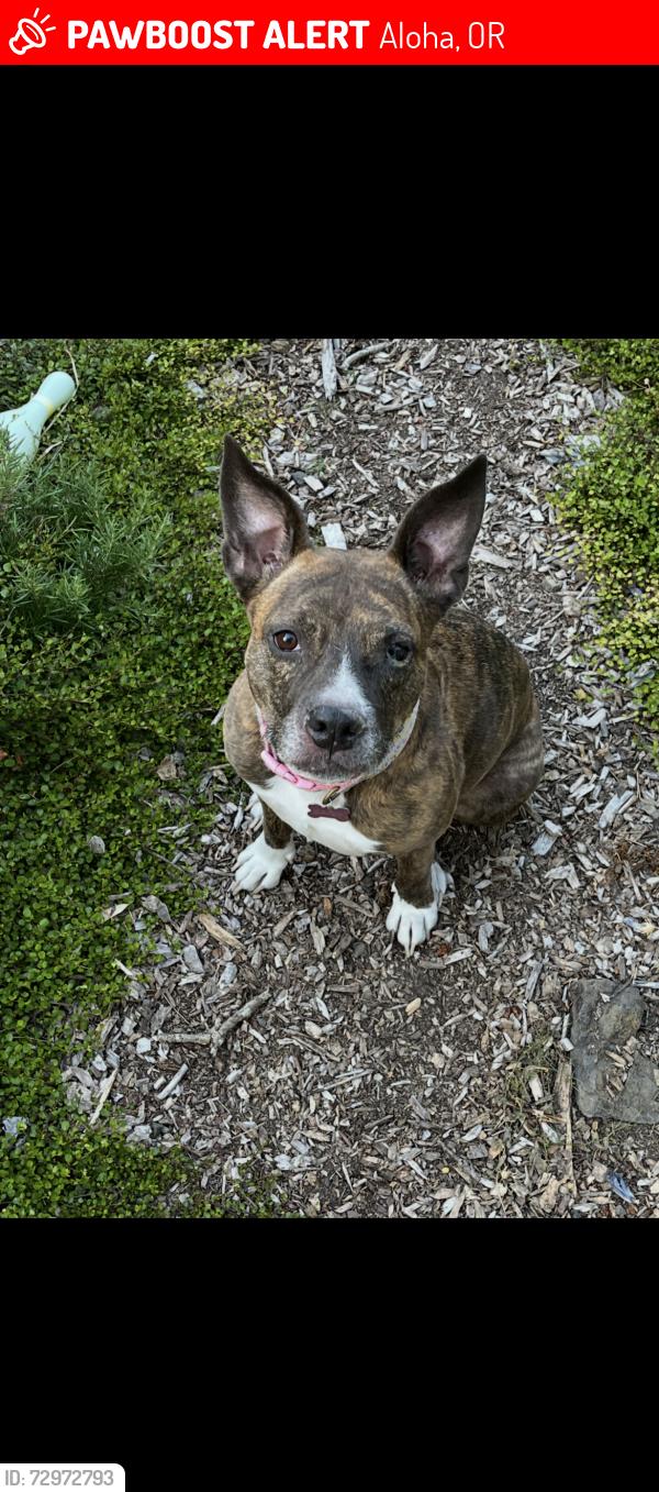 Lost Female Dog last seen 198th and Rock Rd, Aloha, OR 97006