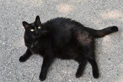 Found/Stray Male Cat last seen Nall and West 167th St, Stilwell, KS 66085