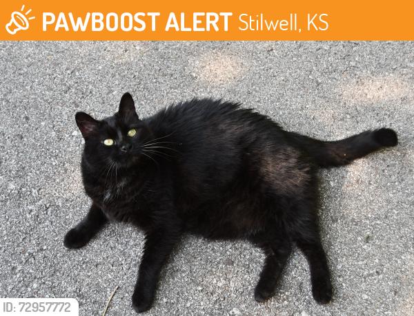 Found/Stray Male Cat last seen Nall and West 167th St, Stilwell, KS 66085