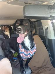 Lost Male Dog last seen Near the sims exit over by point east pet hosp , US-264, NC 27834