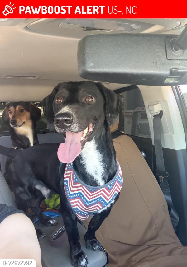 Lost Male Dog last seen Near the sims exit over by point east pet hosp , US-264, NC 27834