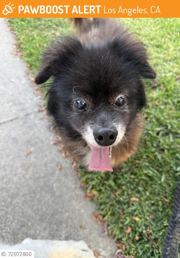 Found/Stray Unknown Dog last seen Griffith Ave , Los Angeles, CA 90011