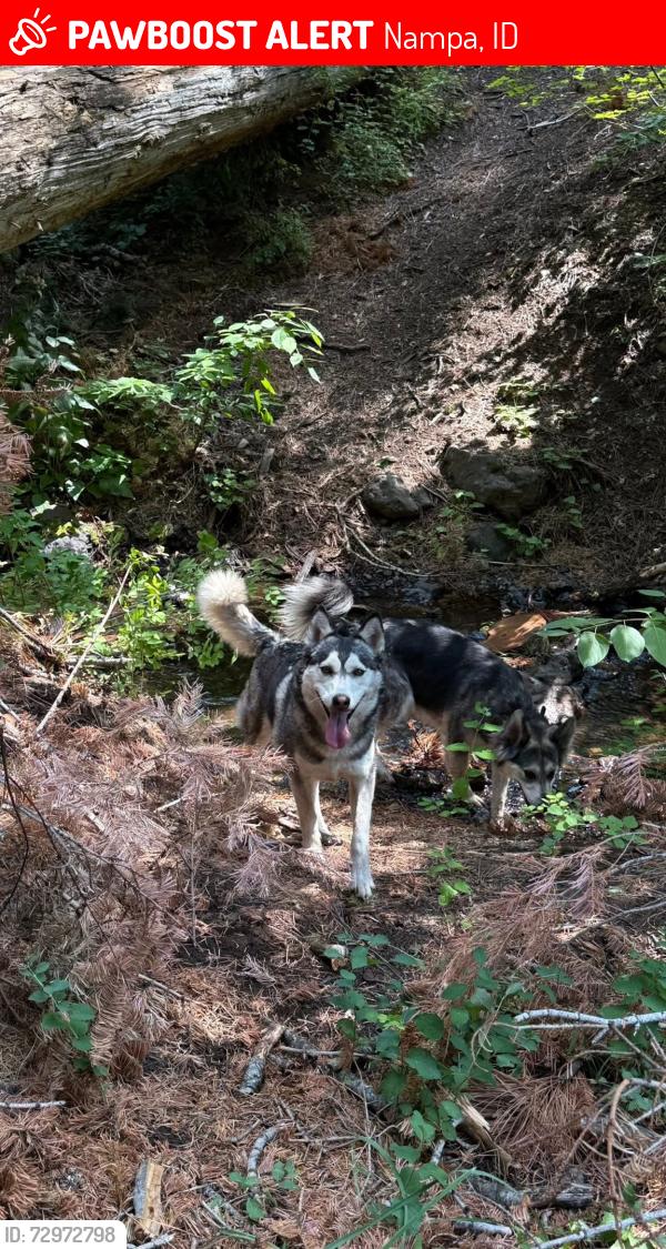 Lost Female Dog last seen Liberty park, Nampa, ID 83686