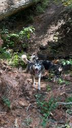 Lost Female Dog last seen Liberty park, Nampa, ID 83686