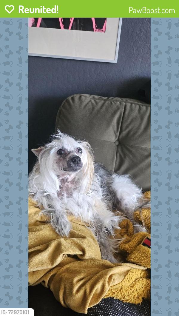 Reunited Female Dog last seen 10th Street and Linden Street, Oakland, CA 94607