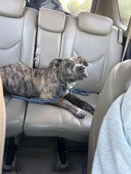 Found/Stray Unknown Dog last seen Vista Promenade apmts, Temecula, CA 92590