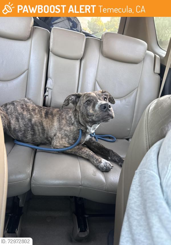 Found/Stray Unknown Dog last seen Vista Promenade apmts , Temecula, CA 92590