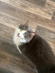 Reunited Male Cat last seen Gregory Street, Burleson, TX 76028