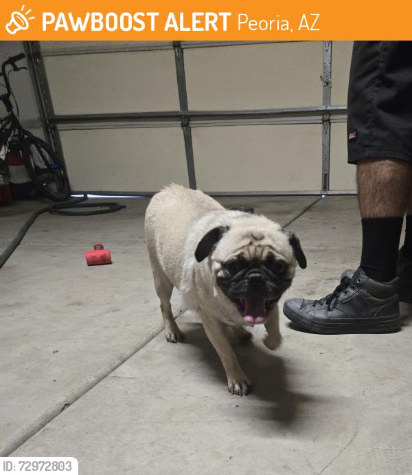 Found/Stray Male Dog last seen 114th ave and olive, Peoria, AZ 85345