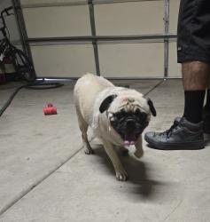 Found/Stray Male Dog last seen 114th ave and olive, Peoria, AZ 85345