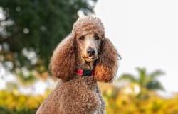 Reunited Female Dog last seen #11 Heather Ridge Golf Course, Aurora, CO 80014